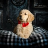 Hank