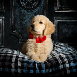 Hank
