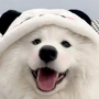 零玖