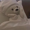呆不呆兽