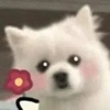 猫猫侠