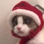 甯家锐