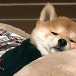 潘鑫