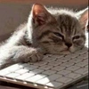 codecat