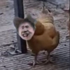 厉不厉害你坤哥