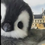 秃头小宝贝
