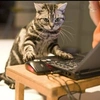 猫与旅途