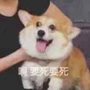 西泽尔