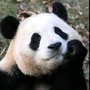 禹赛丹
