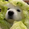 武科大小菜狗