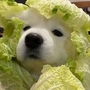 武科大小菜狗