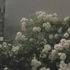 还能加饭吗