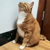 锕狗