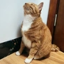 锕狗