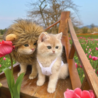 妞妞在线发菜