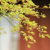 小雨