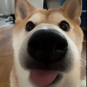 喜羊羊