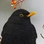 ricrac
