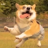 什么刘