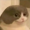 咪咪猫