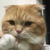 飞鸣