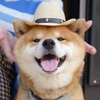 梦的平方
