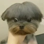 魔芋_爽_