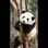 孔老大