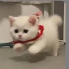 刘敏