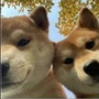 张博尧
