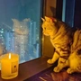 灼墨之华