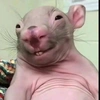 CuteMouse