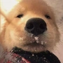 青立木木