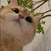 微雨