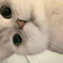 琛子哥