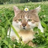 折一束花