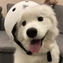 小茹在努力