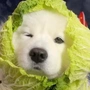 菜勾