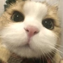 意枊